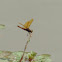 Eastern Amberwing Dragonfly.