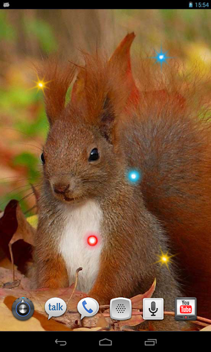 Squirrel Jokes live wallpaper