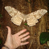 White Witch Moth