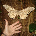 White Witch Moth