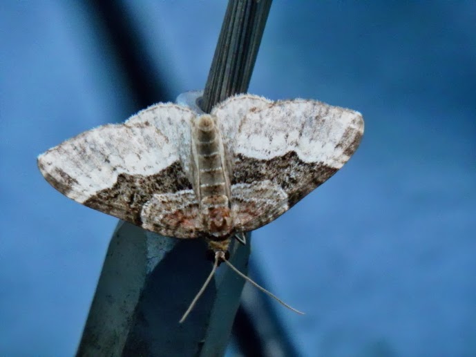 Sharp-angled Carpet Moth