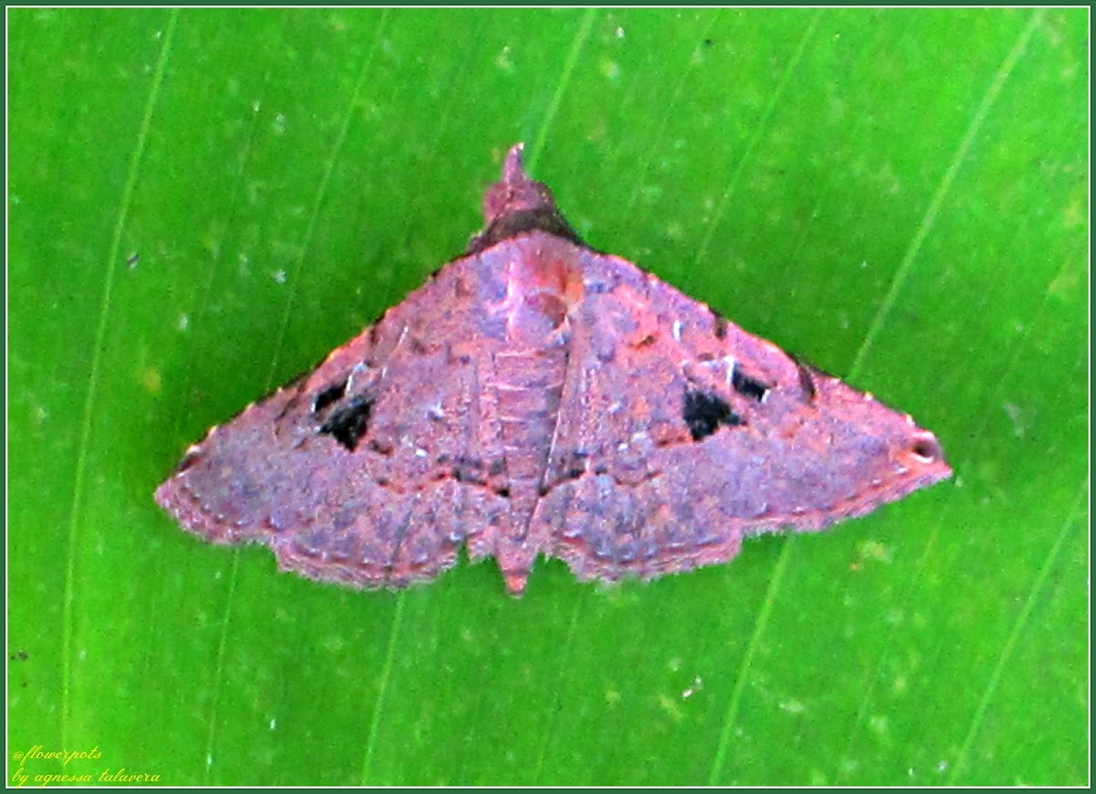 Albizia Defoliator Noctuid Moth