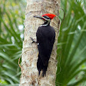 Pileated Woodpecker