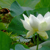 Giant White Sacred Lotus