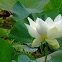 Giant White Sacred Lotus