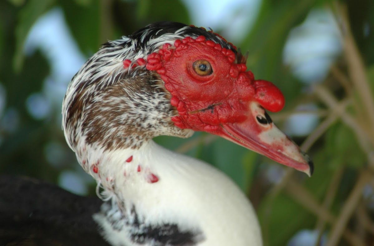 Muscovy Duck