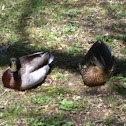 Malard Ducks