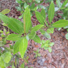 Fetterbush Lyonia