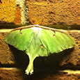 Moths of Ohio