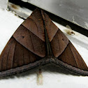 Chocolate Owlet Moth