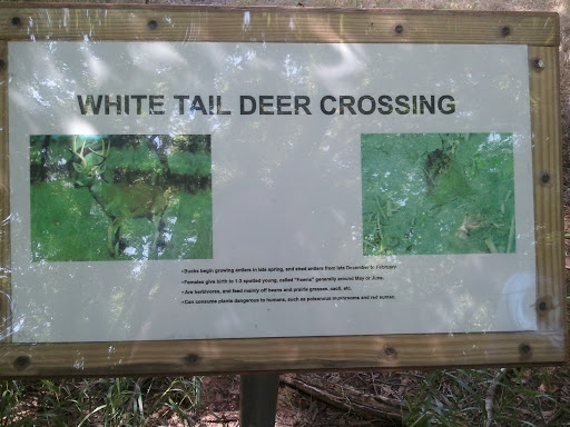White Tail Deer Crossing