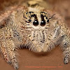 Hyllus (spider)