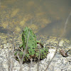 Rã-verde (Perez's Frog)