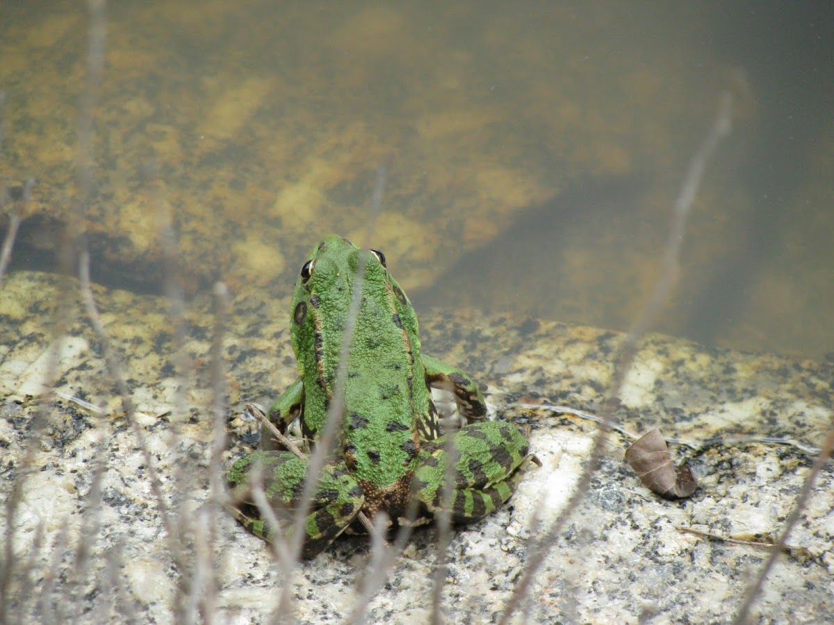 Rã-verde (Perez's Frog)
