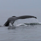 Baleine à bosses-megaptère