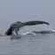 Baleine à bosses-megaptère