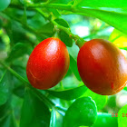 Orange Jessamine