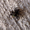 Black-And-Red Jumping Spider
