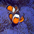 Corals and Sea Creature