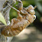cicada husk