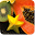 Foody Download on Windows