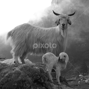 Is this pose ok? by Shishir Desai - Animals Other Mammals