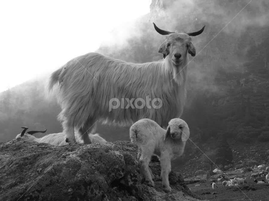 Is this pose ok? by Shishir Desai - Animals Other Mammals