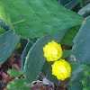 Prickly Pear Cactus