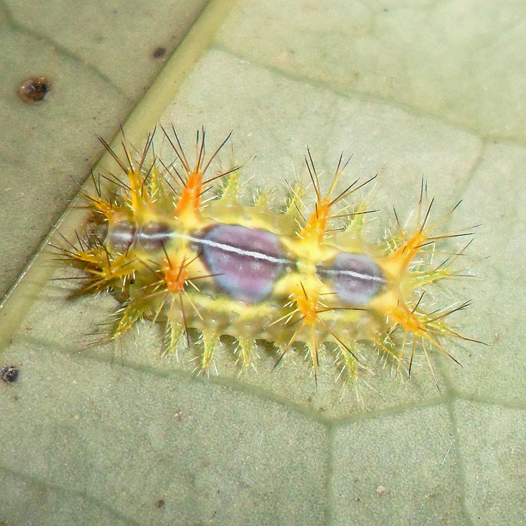 Slug moth caterpillar(Limacodidae)