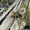 6-Spotted Fishing Spider