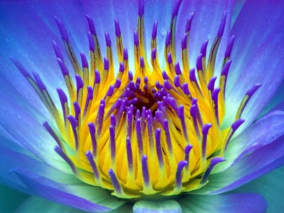 How to mod Flowers - HD Wallpapers 1.0.2 mod apk for bluestacks