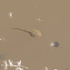 Common frog tadpole - and toad