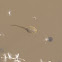 Common frog tadpole - and toad