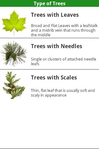 American Trees! Screen 1