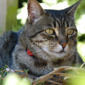 Tuffy by Nadia Chatterton - Animals - Cats Portraits