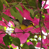 St. Lucia warbler