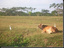 sapi n bangau