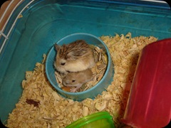 Roborovsky hamster 7067