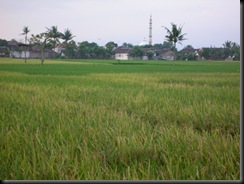 Green Rice Field