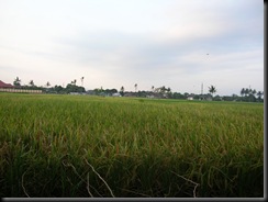 Green Rice Field
