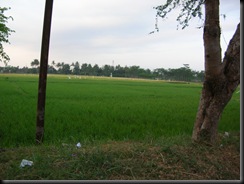 Green Rice Field