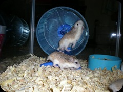 Hamster Roborovsky Collection (105)