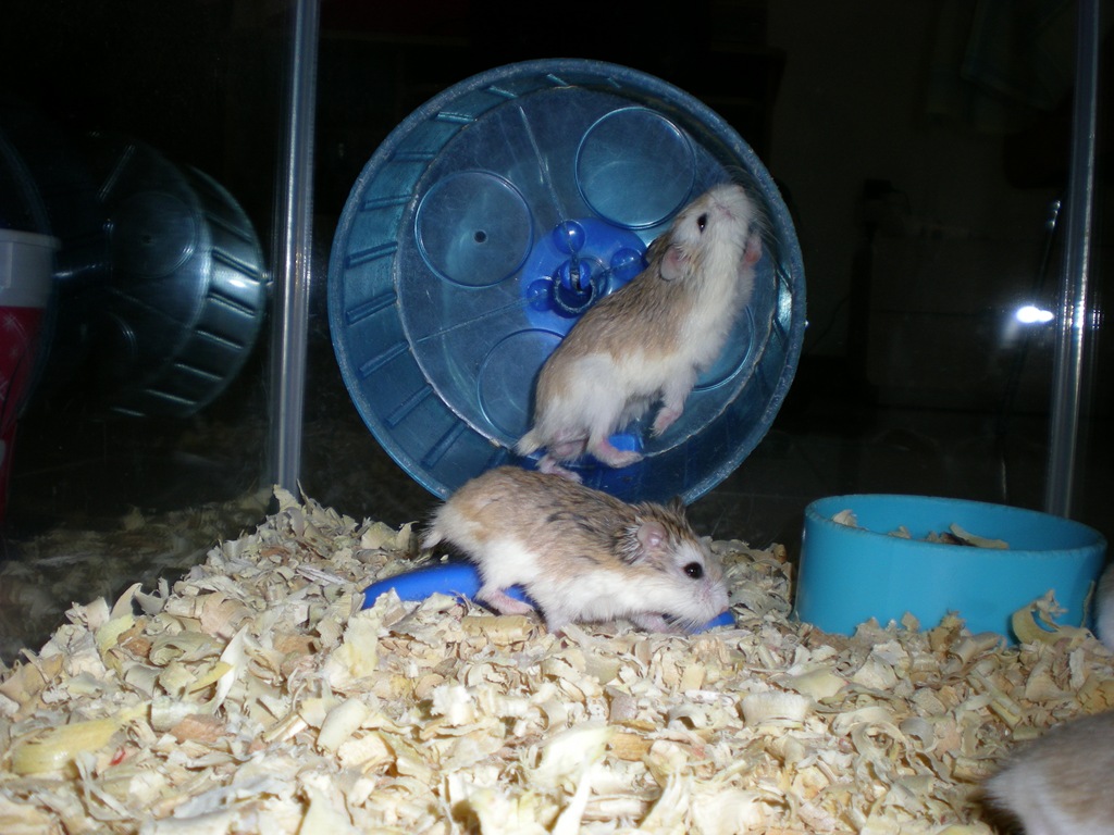[HamsterRoborovskyCollection1054.jpg]