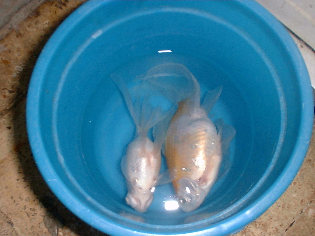 [MyRIPFish15.jpg]