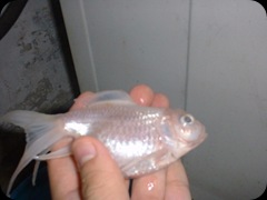My RIP Fish 3