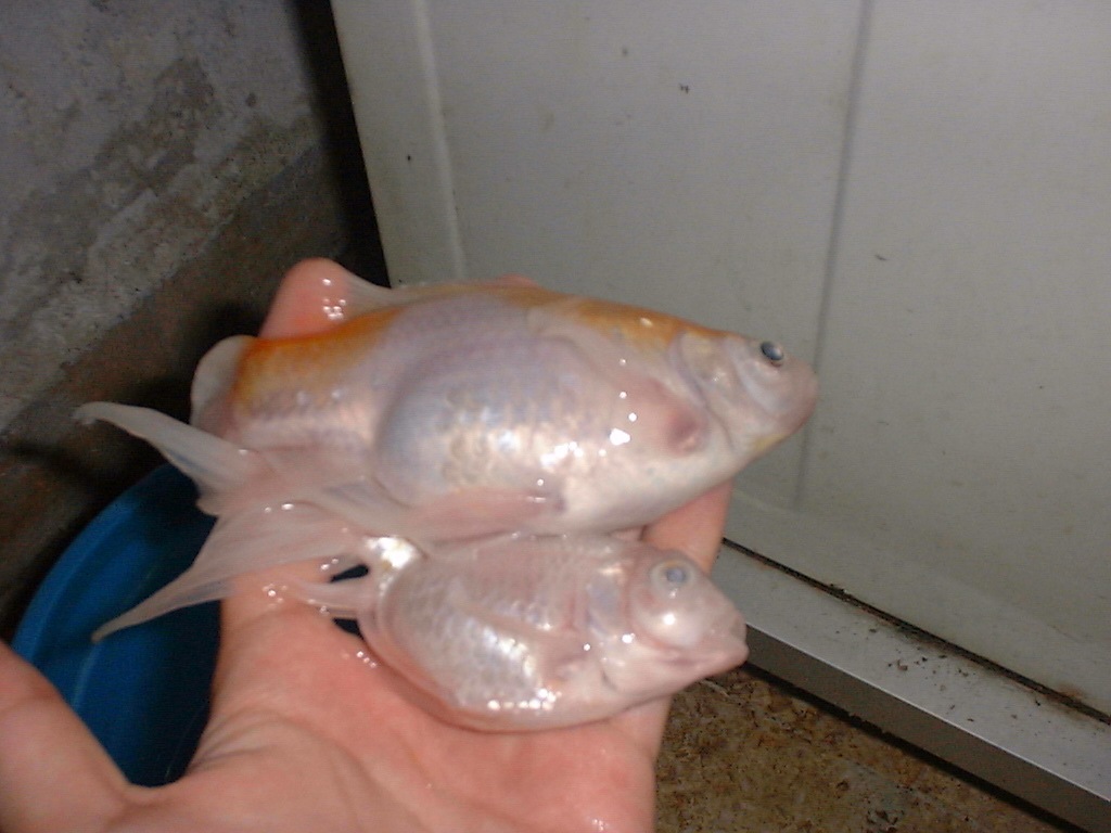 [MyRIPFish44.jpg]