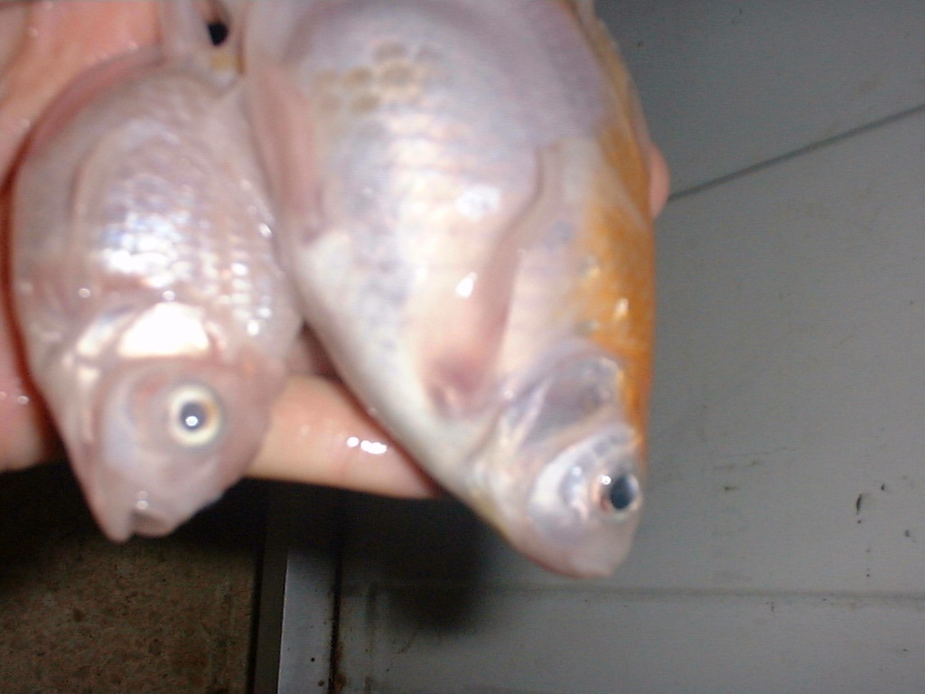 [MyRIPFish54.jpg]