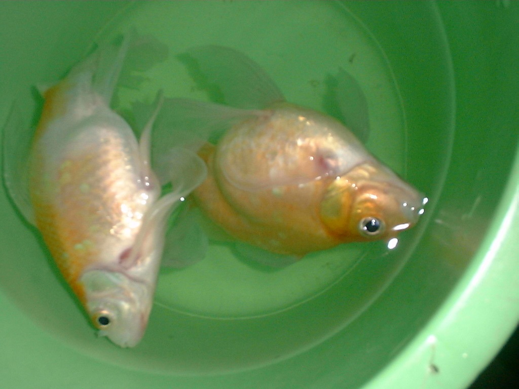 [MySekaratFish14.jpg]
