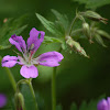 Wood Cranesbill