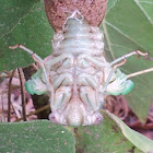 Cicada